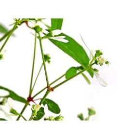 Zauberschnee 'Diamond Frost' 15 Zauberschnee 'Diamond Frost' -Pflanzenwelt Verkauf 8823155 WE DE 003 EuphorbiaDiamondFrost