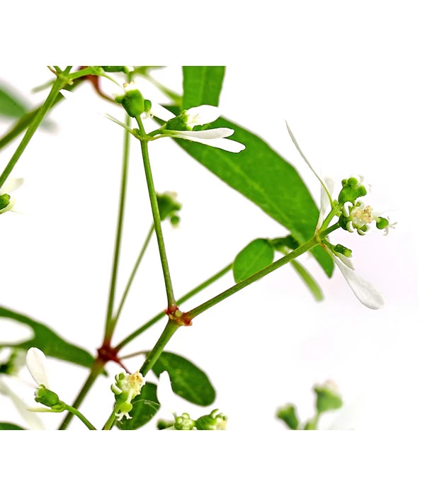 Zauberschnee 'Diamond Frost' 9 Zauberschnee 'Diamond Frost' – Bild 7