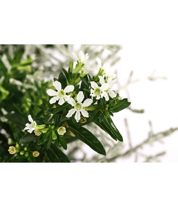 Pflanzen-Duo Herbstbrise, Verschiedene Sorten 5 Pflanzen-Duo Herbstbrise, Verschiedene Sorten – Bild 3