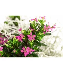 Pflanzen-Duo Herbstbrise, Verschiedene Sorten 9 Pflanzen-Duo Herbstbrise, Verschiedene Sorten -Pflanzenwelt Verkauf 8823833 WE DE 002 GitterkrautKoecherbluemchenMixRosa