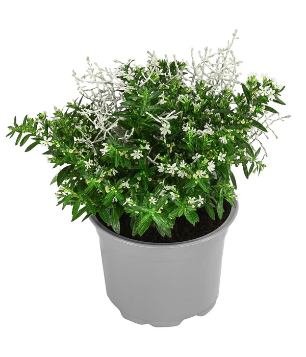 Pflanzen-Duo Herbstbrise, Verschiedene Sorten 3 Pflanzen-Duo Herbstbrise, Verschiedene Sorten