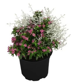 Pflanzen-Duo Herbstbrise, Verschiedene Sorten 7 Pflanzen-Duo Herbstbrise, Verschiedene Sorten -Pflanzenwelt Verkauf 8823833 WE FS 003 GitterkrautKoecherbluemchenMixRosa
