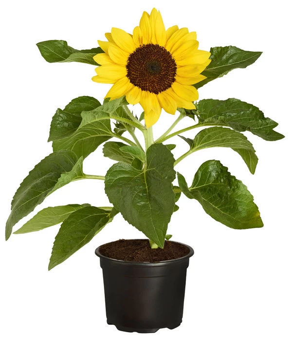 Sonnenblume 3 Sonnenblume