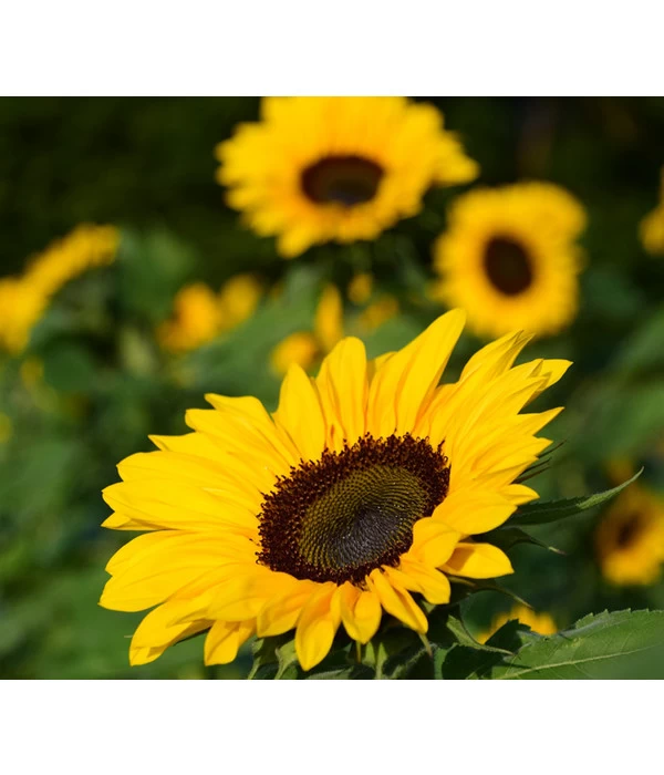 Sonnenblume 5 Sonnenblume – Bild 3