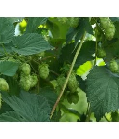 Echter Hopfen -Pflanzenwelt Verkauf 8824245 WE DE 001 HumulusLupulusHopfenPixabay