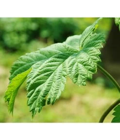 Echter Hopfen -Pflanzenwelt Verkauf 8824245 WE DE 003 HumulusLupulusHopfenPixabay