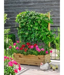 Echter Hopfen -Pflanzenwelt Verkauf 8824245 WE MO 002 HopfenHumulusLupulusT13 8813032GeraniestehendMixT12