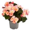 Begonie 'Cream Rose' -Pflanzenwelt Verkauf 8824542 WE FS 001 HaengebegonieCreamRose