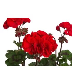 Stehende Geranie 'Tumbao®' -Pflanzenwelt Verkauf 8825002 WE DE 001 GeranieTumbaoT13P