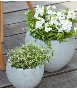 Zauberschnee 'Diamond Frost' 11 Zauberschnee 'Diamond Frost' -Pflanzenwelt Verkauf 8826083 8823155 PR MO 001 LevkojeMatthiolaEuphorbiaDiamondFrostZauberschneeOlafSzcepaniak