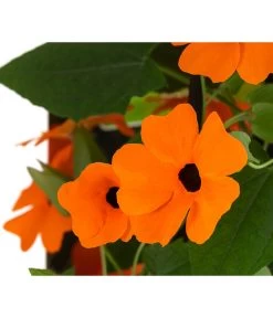 Schwarzäugige Susanne -Pflanzenwelt Verkauf 8826505 WE DE 005 ThunbergiaOrangeT13