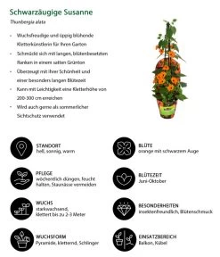 Schwarzäugige Susanne -Pflanzenwelt Verkauf 8826505 WE IG 001 ThunbergiaOrangeT13