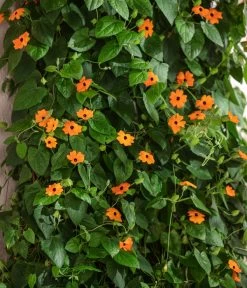 Schwarzäugige Susanne -Pflanzenwelt Verkauf 8826505 WE MO 001 ThunbergiaAlataSchwarzaeugigeSusanneT13