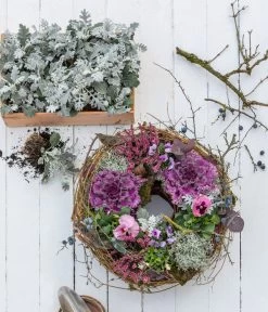 Midi Alpenveilchen, Verschiedene Sorten -Pflanzenwelt Verkauf 8826752 WE MO 001 ZierkohlKranzHerbststory