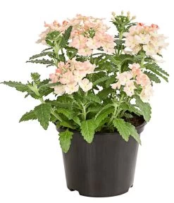 Eisenkraut, Verschiedene Farben -Pflanzenwelt Verkauf 8826828 PR FS 002 VerbenaEisenkrautMixT13DehnerExpressHerzig