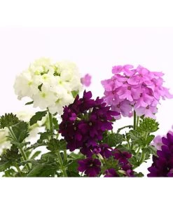 Eisenkraut-Trio 8 Eisenkraut-Trio -Pflanzenwelt Verkauf 8827388 WE DE 001 EisenkrautVerbenaHybrideTrioT13OWDehnerExpressHerzig