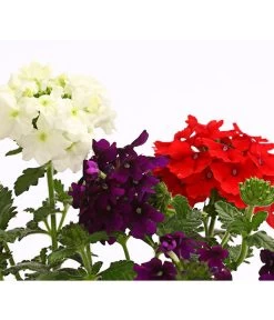 Eisenkraut-Trio 9 Eisenkraut-Trio -Pflanzenwelt Verkauf 8827388 WE DE 002 EisenkrautVerbenaHybrideTrioT13OWDehnerExpressHerzig