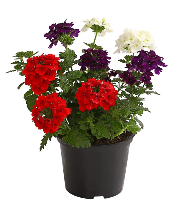 Eisenkraut-Trio 4 Eisenkraut-Trio – Bild 2