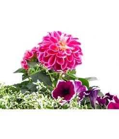 Pflanzen-Trio Sommerlaune -Pflanzenwelt Verkauf 8827404 WE DE 001 PflanzenTrioSommerlaune