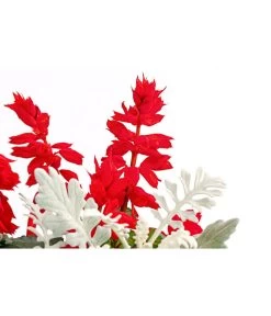 Pflanzen-Duo Feuersalbei Und Silberblatt -Pflanzenwelt Verkauf 8827545 PR DE 001 SaviaSenecioMixT13DehnerExpressHerzig