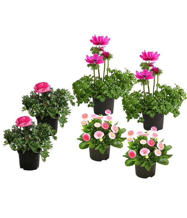 Beet- & Balkonpflanzen-Set Rosa Frühling, 6-teilig 3 Beet- & Balkonpflanzen-Set Rosa Frühling, 6-teilig