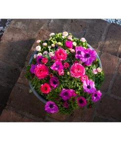 Beet- & Balkonpflanzen-Set Rosa Frühling, 6-teilig 17 Beet- & Balkonpflanzen-Set Rosa Frühling, 6-teilig -Pflanzenwelt Verkauf 8827982 WE MO 001 BBSetFruehjahrRosa