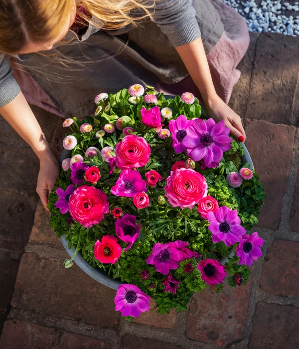 Beet- & Balkonpflanzen-Set Rosa Frühling, 6-teilig 7 Beet- & Balkonpflanzen-Set Rosa Frühling, 6-teilig – Bild 5