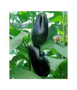 Dehner Gourmet Garten Aubergine, Veredelt 9 Dehner Gourmet Garten Aubergine, Veredelt -Pflanzenwelt Verkauf 8830051 BildFS 001 AubergineCarmenGgAubergineCarmen