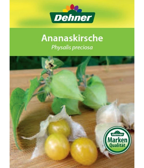 Dehner Ananaskirsche Physalis 8 Dehner Ananaskirsche Physalis – Bild 6