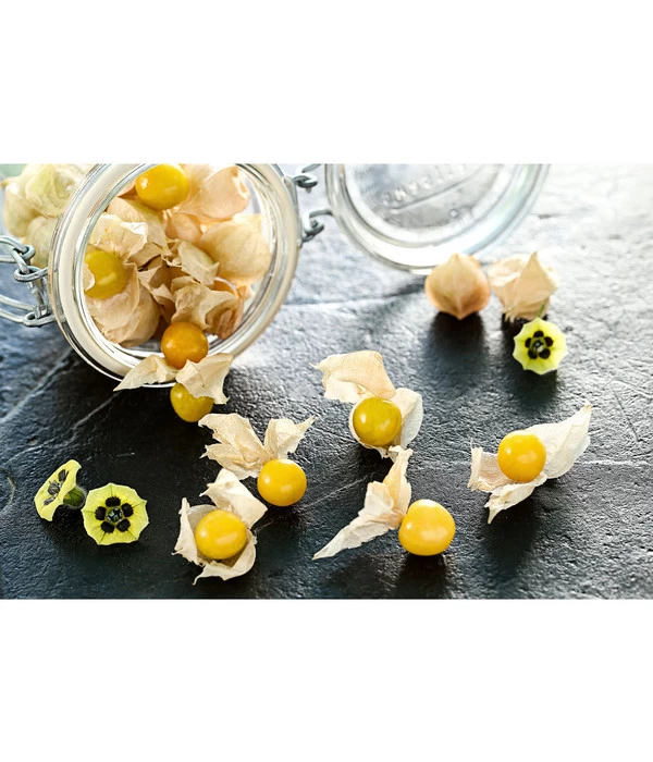 Dehner Ananaskirsche Physalis 4 Dehner Ananaskirsche Physalis – Bild 2