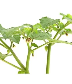 Dehner Ananaskirsche Physalis 13 Dehner Ananaskirsche Physalis -Pflanzenwelt Verkauf 8830069 WE DE 001 AnanaskirschePhysalisPhysalisPreciosaT12DehnerExpressHerzig