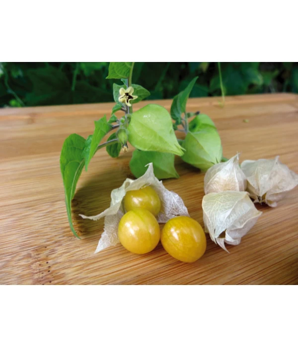 Dehner Ananaskirsche Physalis 5 Dehner Ananaskirsche Physalis – Bild 3