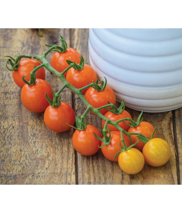 Zuckertomate, Orange 3 Zuckertomate, Orange
