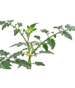 Zuckertomate, Orange 11 Zuckertomate, Orange -Pflanzenwelt Verkauf 8830101 WE DE 003 ZuckertomateOrangeResistent