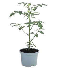 Zuckertomate, Orange 8 Zuckertomate, Orange -Pflanzenwelt Verkauf 8830101 WE FS 002 ZuckertomateOrangeResistent