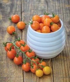 Zuckertomate, Orange 10 Zuckertomate, Orange -Pflanzenwelt Verkauf 8830101 WE MO 002 Zuckertomate