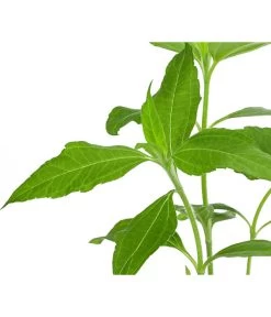 Topinambur 11 Topinambur -Pflanzenwelt Verkauf 8830184 WE DE 001 Topinambur