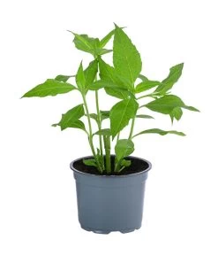 Topinambur 8 Topinambur -Pflanzenwelt Verkauf 8830184 WE FS 001 Topinambu