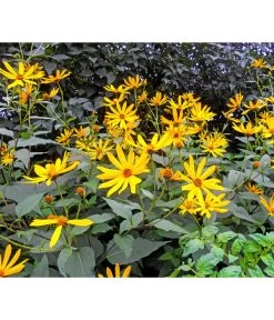 Topinambur 9 Topinambur -Pflanzenwelt Verkauf 8830184 WE MO 001 Topinambur