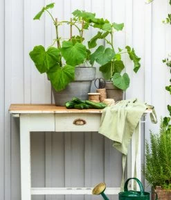 Schlangengurke 12 Schlangengurke -Pflanzenwelt Verkauf 8830663 WE MO 002 Gurke CucurbitaePepoZucchiniGruen