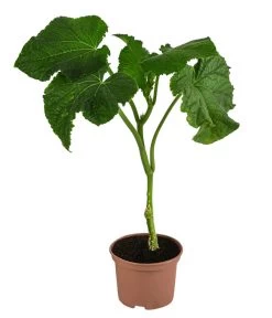 Schlangengurke 9 Schlangengurke -Pflanzenwelt Verkauf 8830788 WE FS 001 Schlangengurke