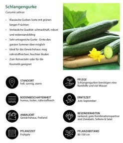 Schlangengurke 13 Schlangengurke -Pflanzenwelt Verkauf 8830788 WE IG 001 Schlangengurke