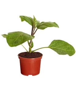 Aubergine 10 Aubergine -Pflanzenwelt Verkauf 8831380 PR FS 001 AubergineT10 5DehnerExpressZS