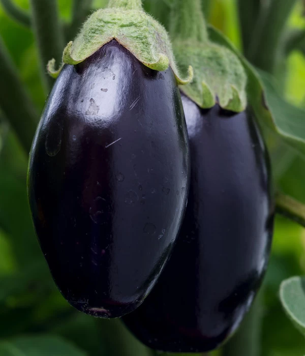 Aubergine 7 Aubergine – Bild 5