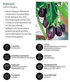 Aubergine 15 Aubergine -Pflanzenwelt Verkauf 8831380 WE IG 001 Aubergine
