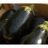 Aubergine 1 Aubergine -Pflanzenwelt Verkauf 8831380 WE MO 001 Aubergine