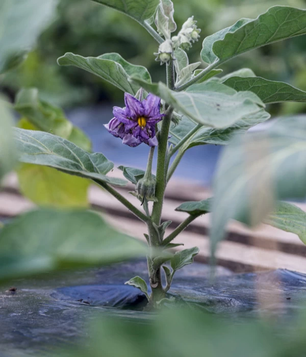 Aubergine 8 Aubergine – Bild 6