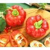 Dehner Gourmet Garten Tomatenpaprika 1 Dehner Gourmet Garten Tomatenpaprika -Pflanzenwelt Verkauf 8831562 PR MO 001 GG PAPRIKA TOMMY