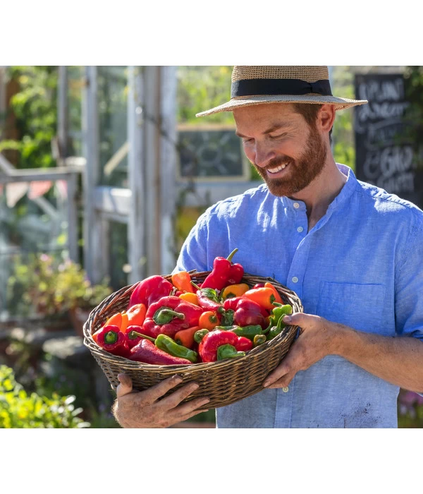 Spitzpaprika, Rot 5 Spitzpaprika, Rot – Bild 3