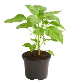 Milde Peperoni 8 Milde Peperoni -Pflanzenwelt Verkauf 8831695 WE FS 001 PeperoniMildCapsicumAnnuumLongumDehnerExpressHerzig